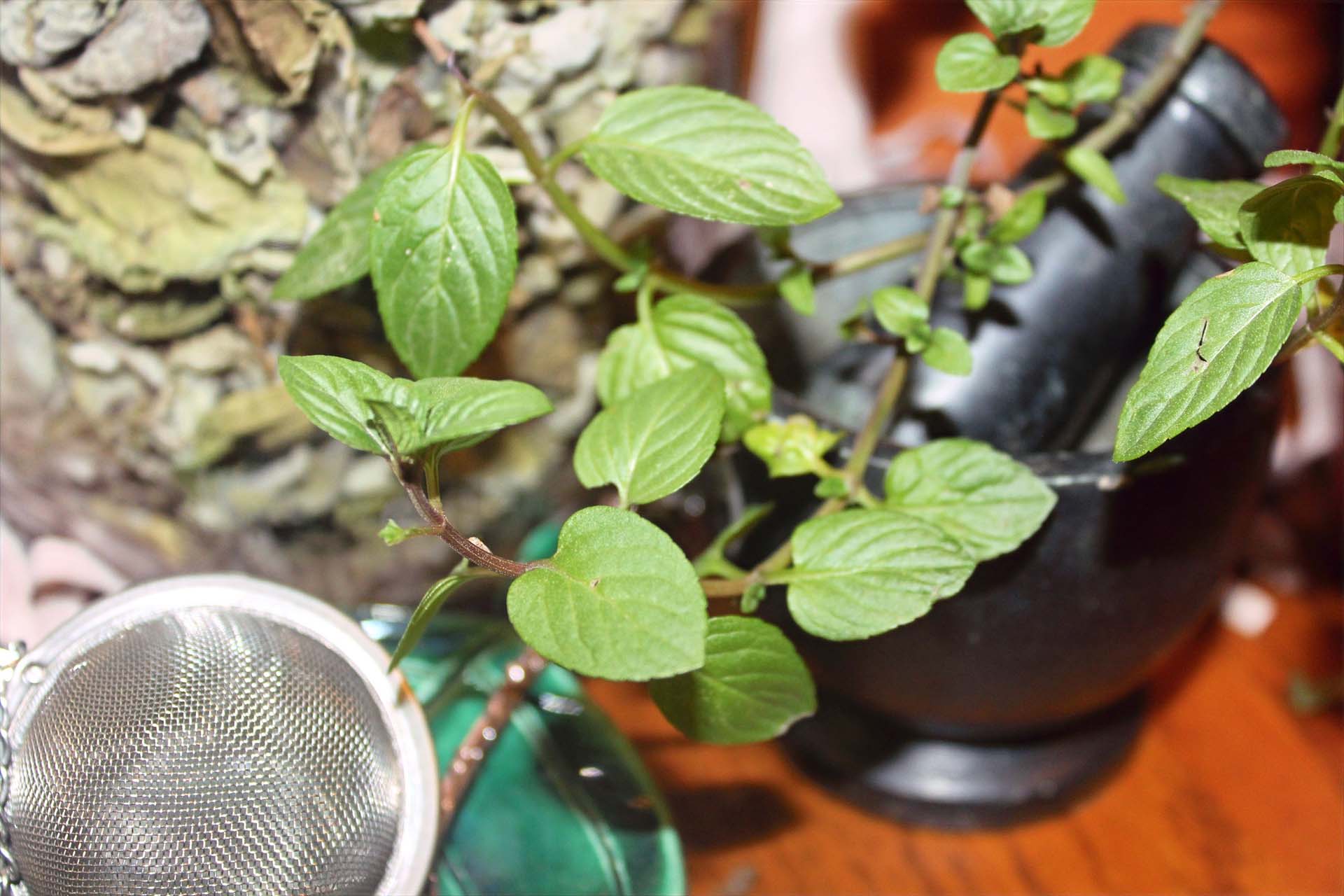 healing peony herbal apothecary-mint leaves fresh and dried