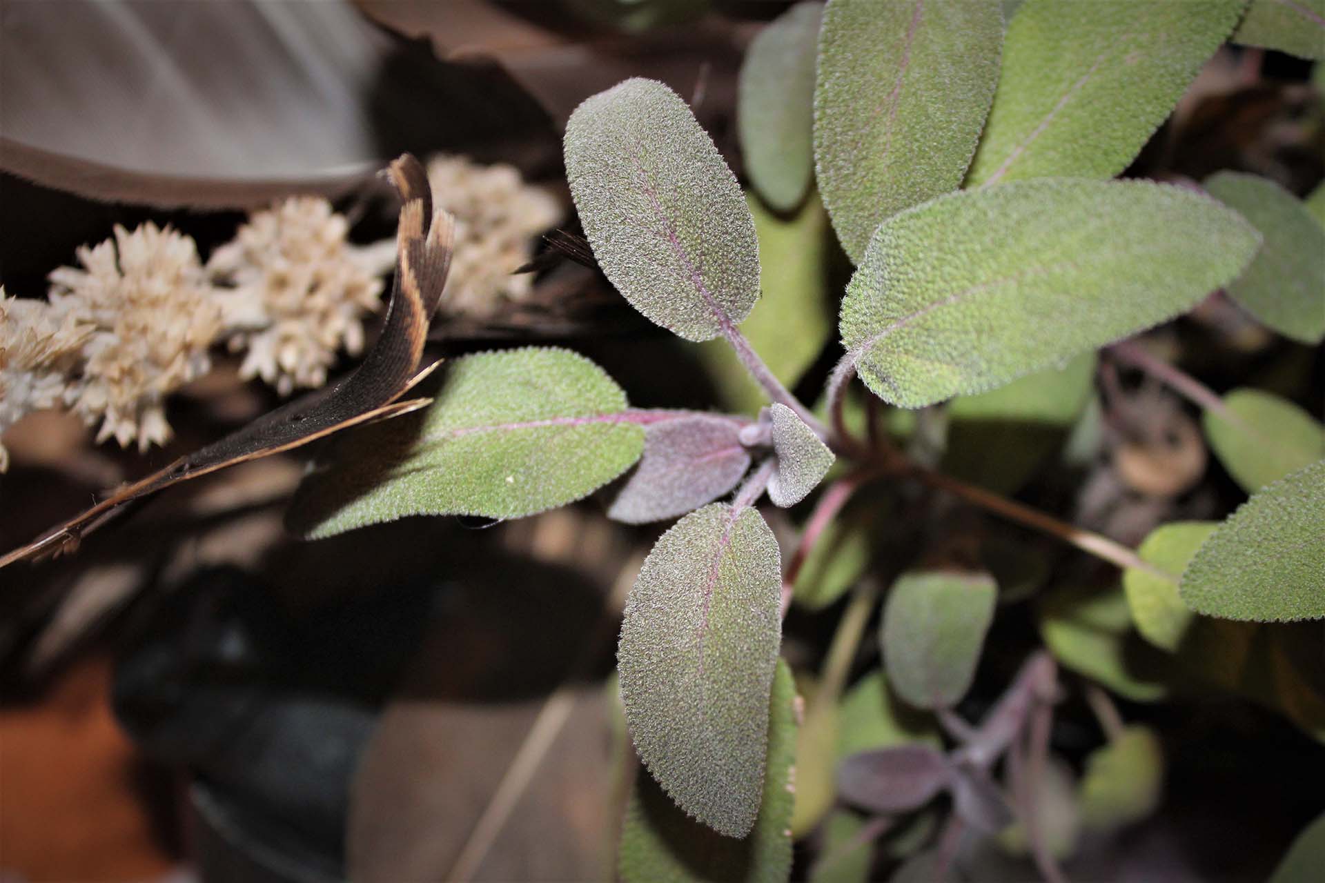 healing peony herbal apothecary-sage leaves healing peony herbal apothecary-sage leaves